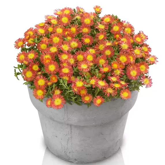 Delosperma 'Wheels of Wonder Fire Wonder' - image 2