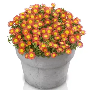 Delosperma 'Wheels of Wonder Fire Wonder' - image 2