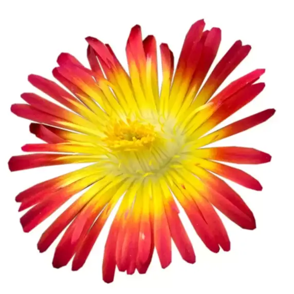 Delosperma 'Wheels of Wonder Fire Wonder' - image 4
