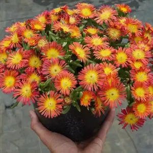 Delosperma 'Wheels of Wonder Fire Wonder' - image 5