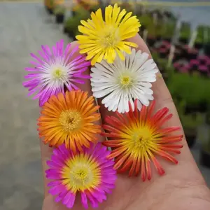 Delosperma 'Wheels of Wonder Fire Wonder' - image 6
