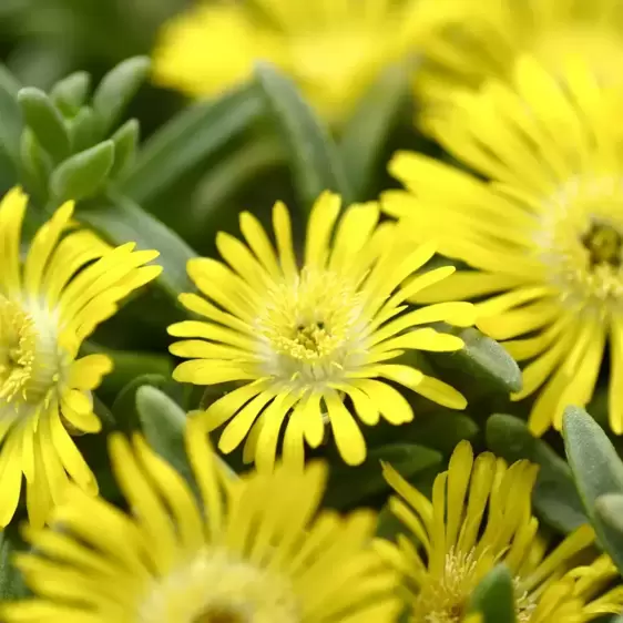Delosperma 'Wheels of Wonder Golden Wonder' - image 1