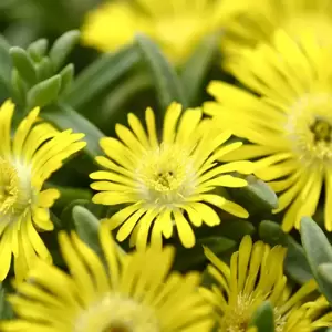 Delosperma 'Wheels of Wonder Golden Wonder' - image 1