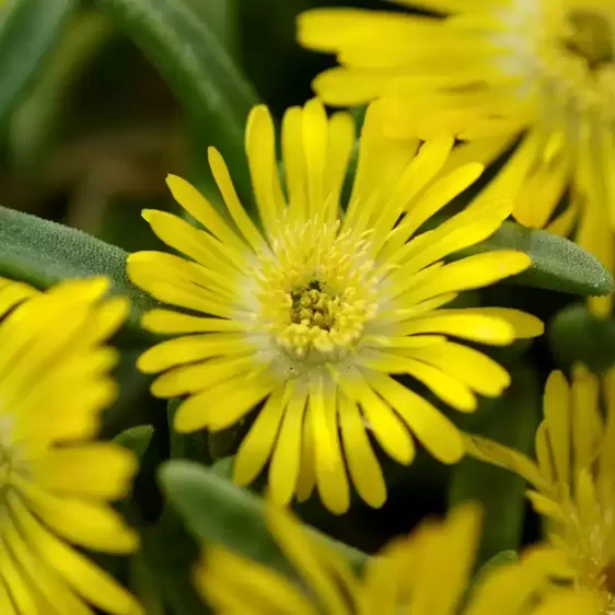 Delosperma 'Wheels of Wonder Golden Wonder' - image 2