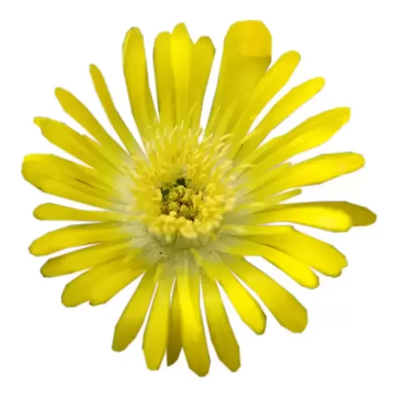 Delosperma 'Wheels of Wonder Golden Wonder' - image 3