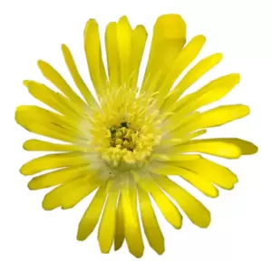 Delosperma 'Wheels of Wonder Golden Wonder' - image 3