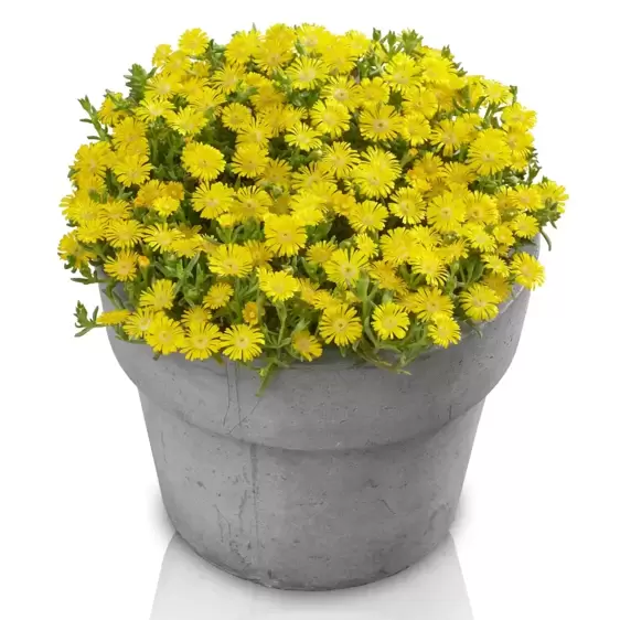 Delosperma 'Wheels of Wonder Golden Wonder' - image 4