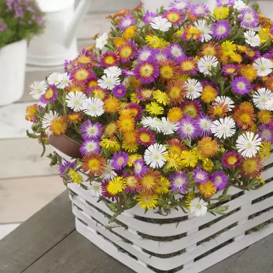 Delosperma 'Wheels of Wonder Golden Wonder' - image 7
