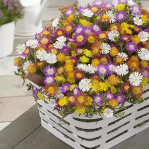 Delosperma 'Wheels of Wonder Golden Wonder' - image 7