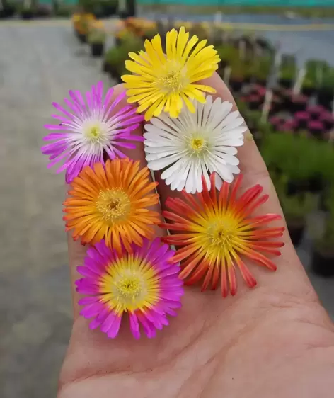 Delosperma 'Wheels of Wonder Golden Wonder' - image 6
