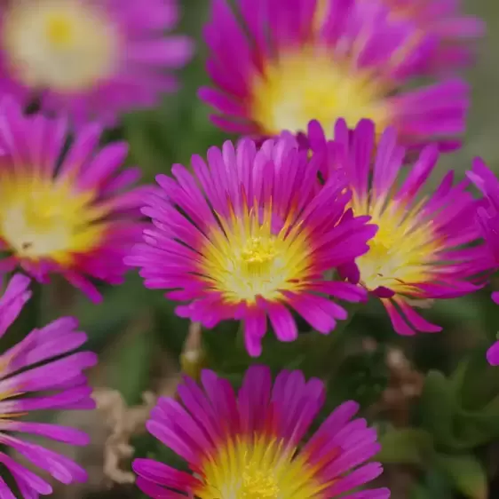 Delosperma 'Wheels of Wonder Hot Pink Wonder' 10.5cm - image 1