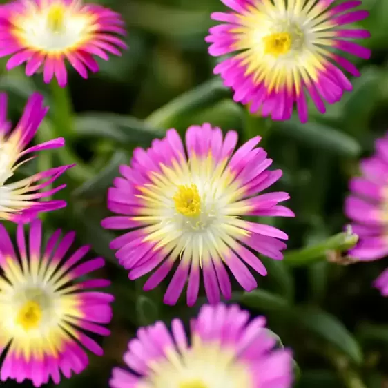 Delosperma 'Wheels of Wonder Hot Pink Wonder' 10.5cm - image 2