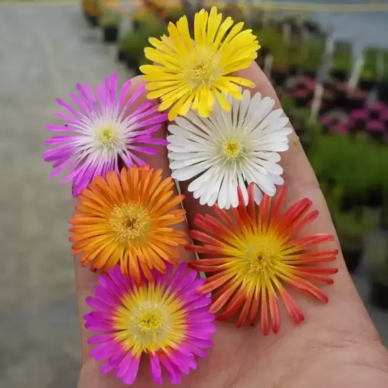 Delosperma 'Wheels of Wonder Hot Pink Wonder' 3L - image 3