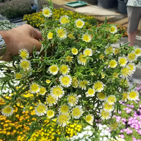 Delosperma 'Wheels of Wonder™ Lemoncello'℗ - image 4