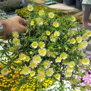 Delosperma 'Wheels of Wonder™ Lemoncello'℗ - image 4