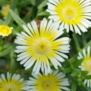Delosperma 'Wheels of Wonder Lemoncello'