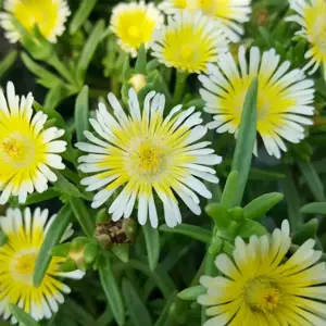 Delosperma 'Wheels of Wonder™ Lemoncello'℗ - image 2