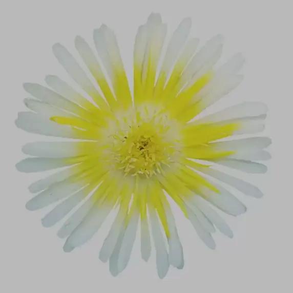 Delosperma 'Wheels of Wonder™ Lemoncello'℗ - image 3