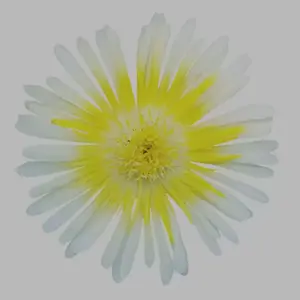 Delosperma 'Wheels of Wonder™ Lemoncello'℗ - image 3