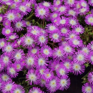 Delosperma 'Wheels of Wonder Violet Wonder' 1L - image 2