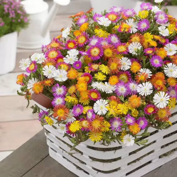 Delosperma 'Wheels of Wonder Violet Wonder' 1L - image 3