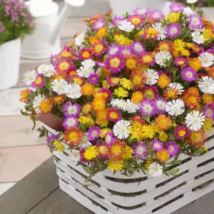 Delosperma 'Wheels of Wonder Violet Wonder' 1L - image 3