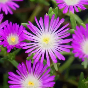 Delosperma 'Wheels of Wonder Violet Wonder' 1L - image 1
