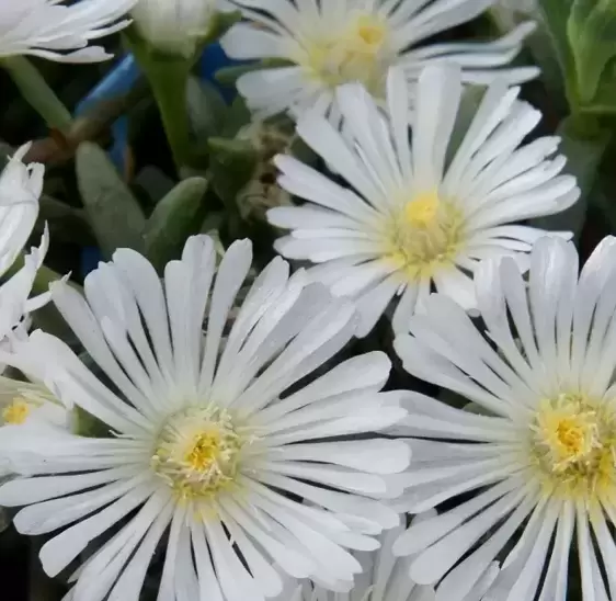 Delosperma 'Wheels of Wonder™ White Wonder' - image 2