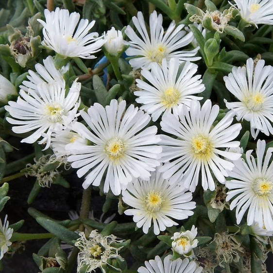 Delosperma 'Wheels of Wonder™ White Wonder' - image 1