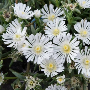 Delosperma 'Wheels of Wonder™ White Wonder' - image 1