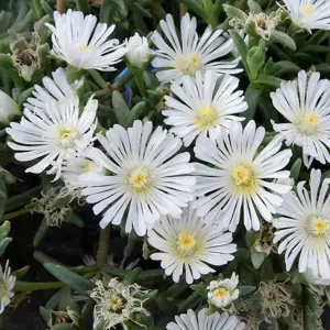 Delosperma 'Wheels of Wonder White Wonder'