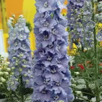 Delphinium