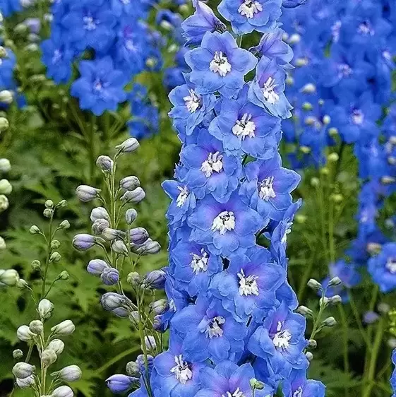 Delphinium 'Aurora Blue' 3L