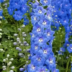 Delphinium 'Aurora Blue' 3L