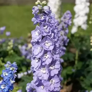 Delphinium 'Aurora Lavender' 3L