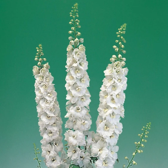 Image Credit: Ball Horticultural Company.