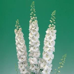 Image Credit: Ball Horticultural Company.