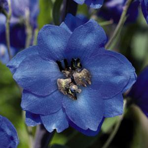 Delphinium 'Blue Jay' 3L