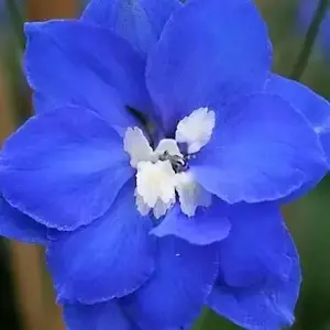 Delphinium elatum 'Blue Nile' 1L