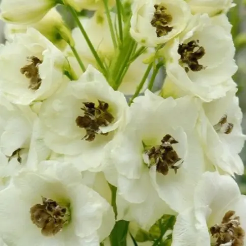 Delphinium 'Celebration'