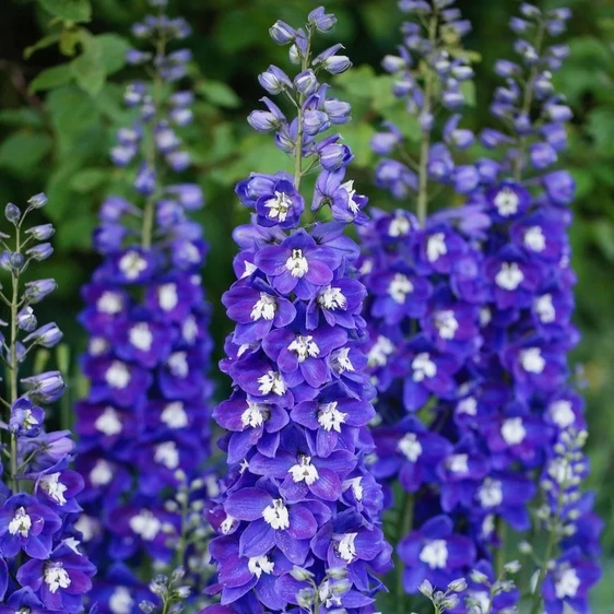 Delphinium 'Delgenius Blue Fabulosa' - image 1