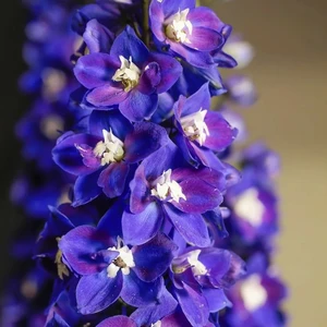 Delphinium 'Delgenius Blue Fabulosa' - image 2