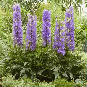 Delphinium 'Delgenius Breezin' 3L