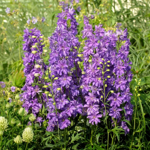 Delphinium 'Delgenius Breezin' 1L - image 2