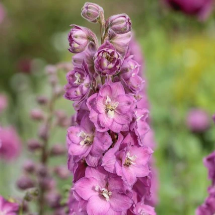 Delphinium 'Delgenius Chantay' - image 1