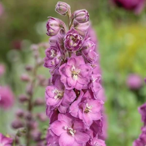 Delphinium 'Delgenius Chantay' - image 2
