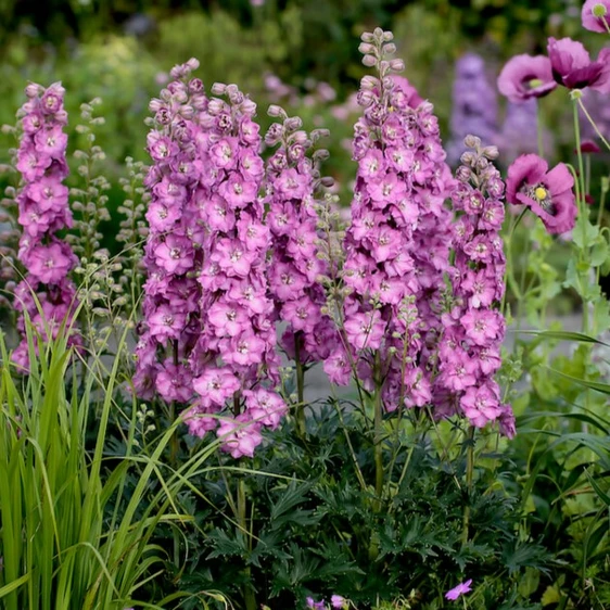 Delphinium 'Delgenius Chantay' - image 2