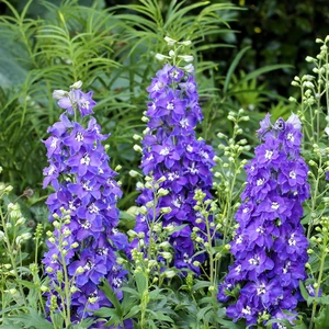 Delphinium 'Delgenius Glitzy' 1L - image 2
