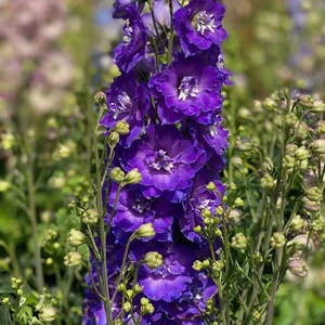 Delphinium 'Delgenius Glitzy' 3L