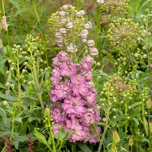 Delphinium 'Delgenius Juliette' - image 1